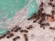 répulsifs naturels contre les fourmis