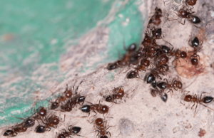 répulsifs naturels contre les fourmis